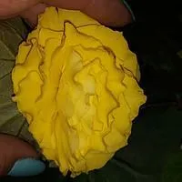 Бегония клубневая цветущая желтая