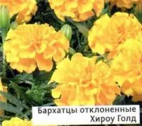 Саженцы бархатцев отклоненных Хироу Голд