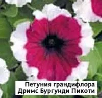 Саженцы пенунии грандифлоры Дримс Бургунди Пикоти